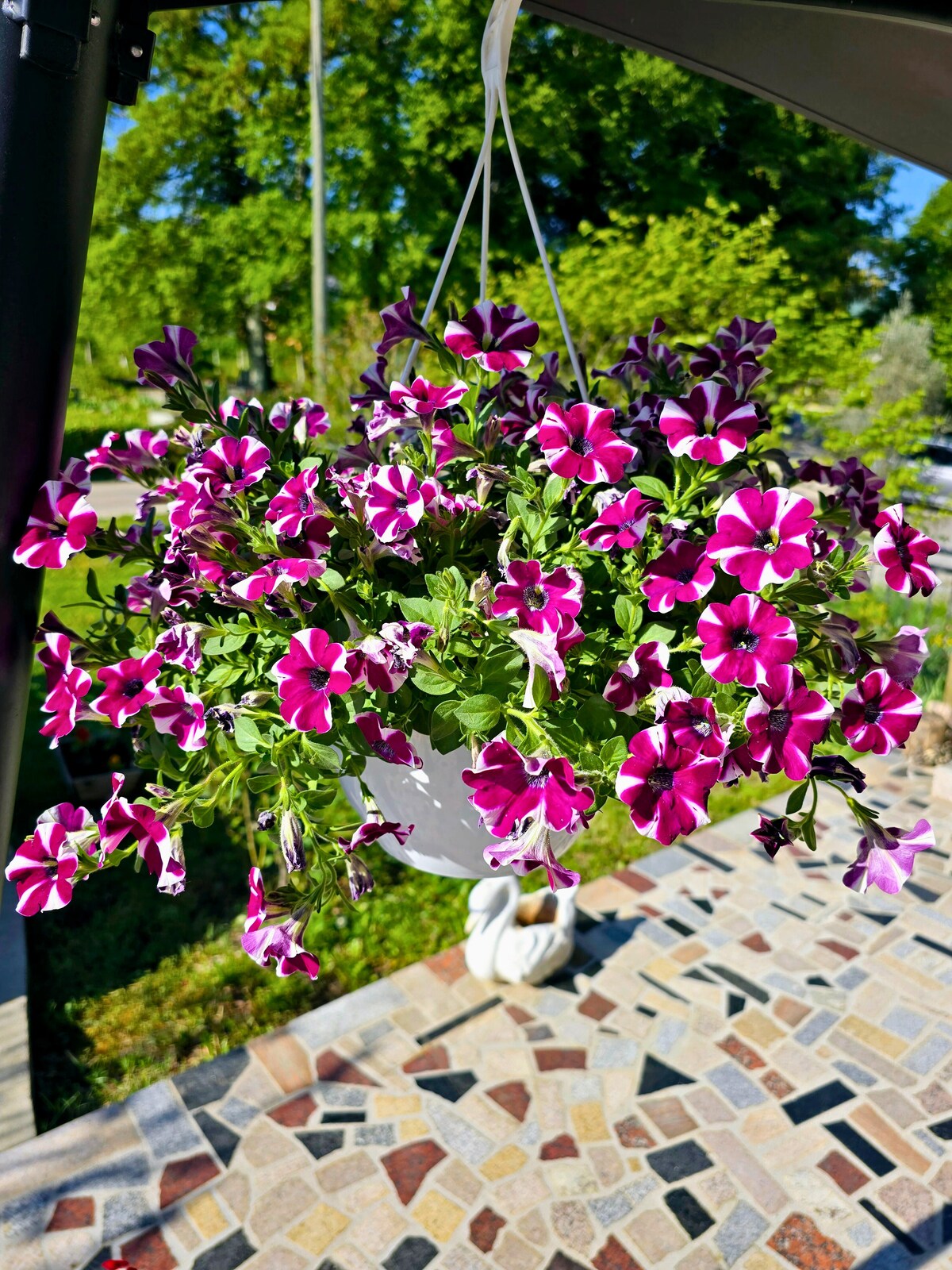 H&auml;ngende rosa Petunien auf der Terrasse, Ferienhaus Biograci