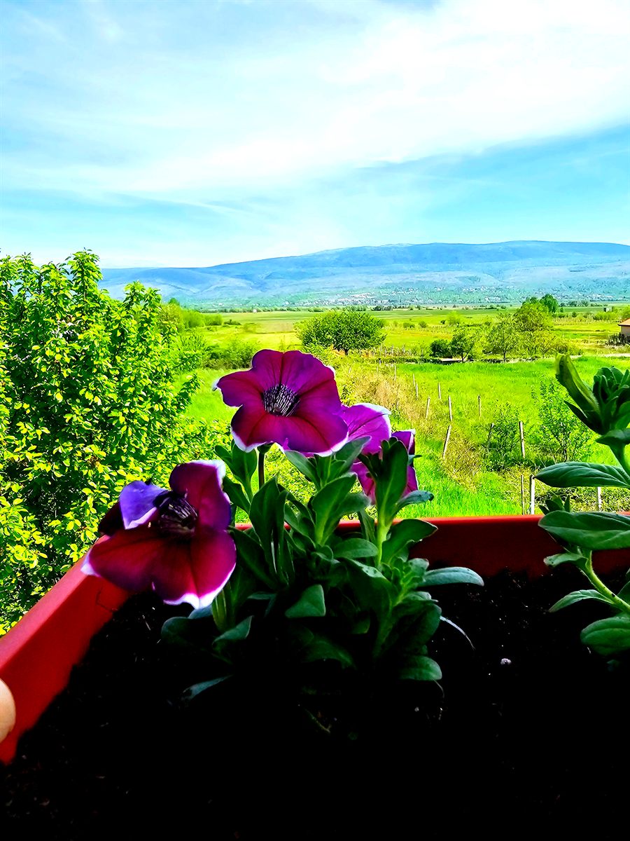 Blumenkasten auf dem Balkon mit Bergblick auf die Herzegowina, Ferienhaus Biograci